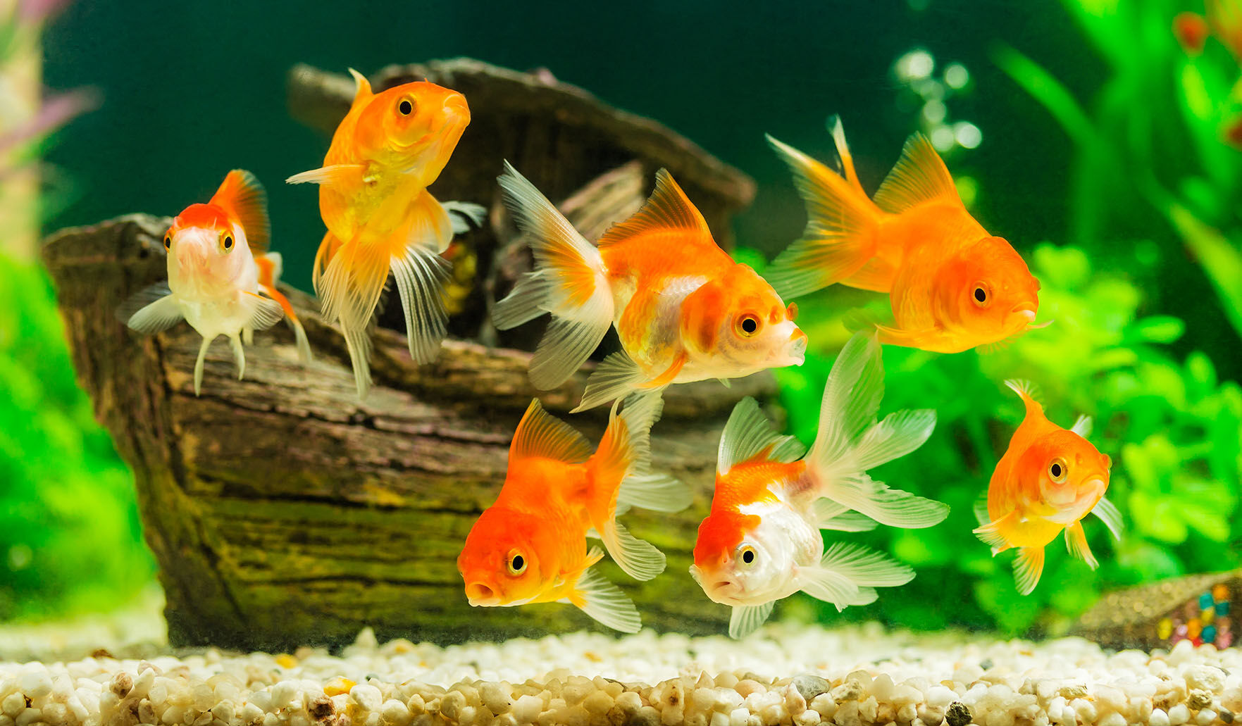 Goldfish in aquarium with green plants